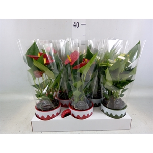 Anthurium andr.   ...