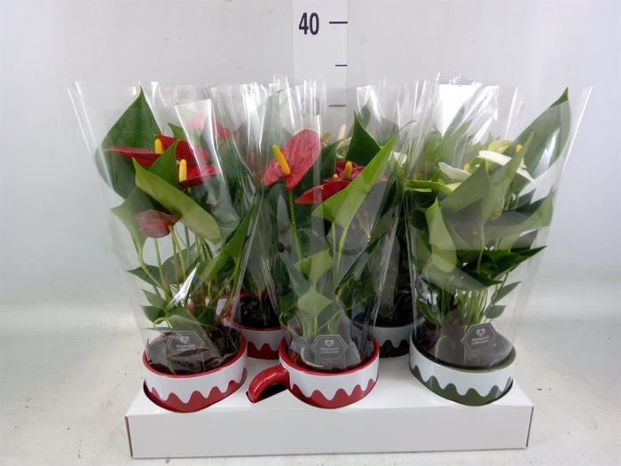 <h4>Anthurium andr.   ...</h4>