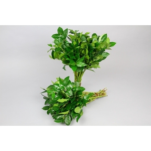 SALAL EXTRA