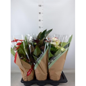 Anthurium   ...mix 4
