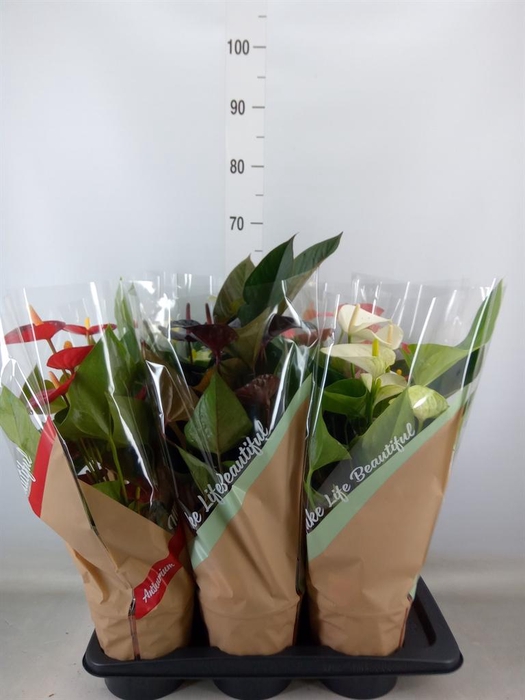 <h4>Anthurium ...mix 4</h4>
