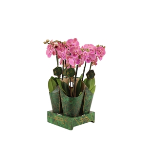 Signature Golden Nature Cover Phal Salmon 2T16+