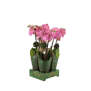 Signature Golden Nature Cover Phal Salmon 2T16+