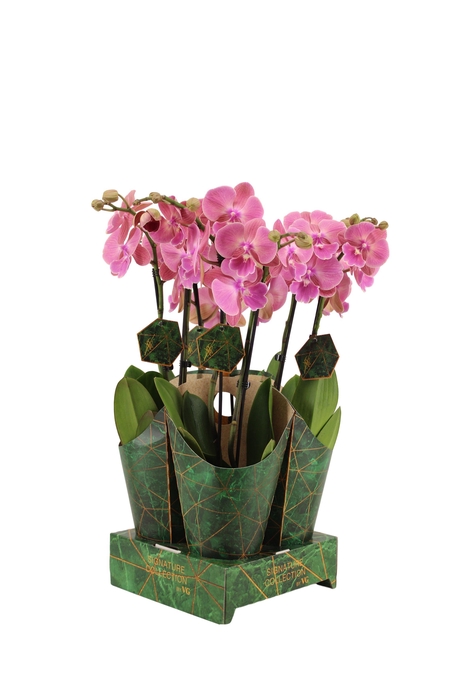 <h4>Signature Golden Nature Cover Phal Salmon 2T16+</h4>