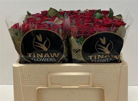 <h4>R Gr Red Tacazzi</h4>