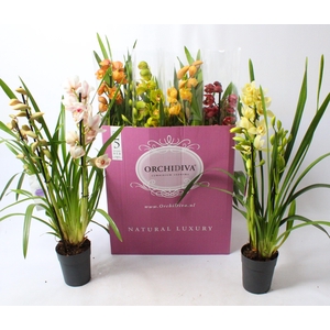 Cymbidium kleuren mix 3-4 tak