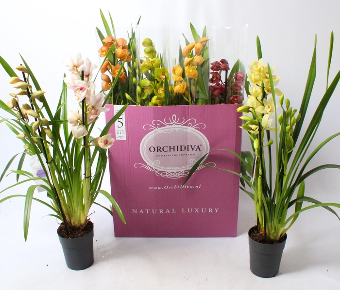 <h4>Cymbidium kleuren mix 3-4 tak</h4>