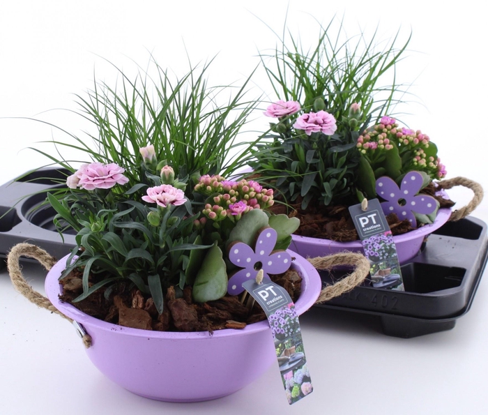 <h4>ARR TUINPLANTEN</h4>