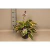 vaste planten 19 cm  Hosta Wide Brim afd.1