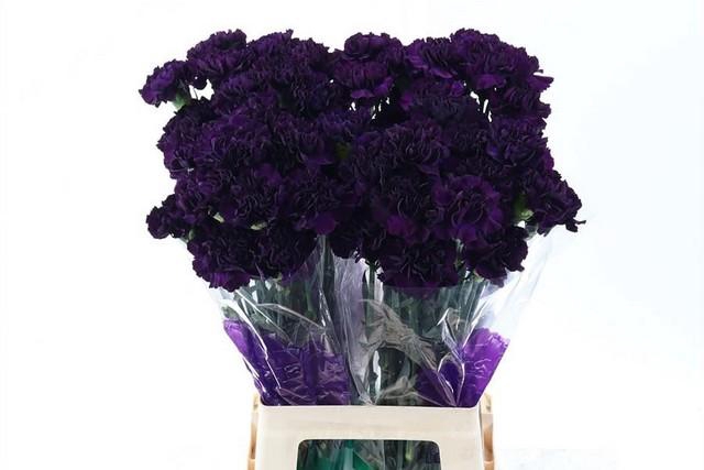 <h4>Dianthus st florigene moonvista</h4>