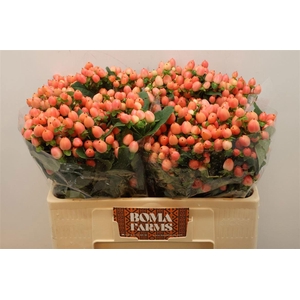 HYP MAG ROY PRINCESS