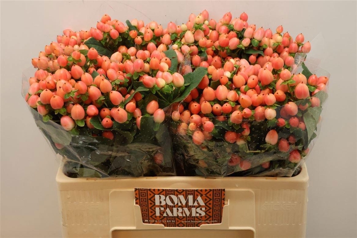 <h4>HYP MAG ROY PRINCESS</h4>