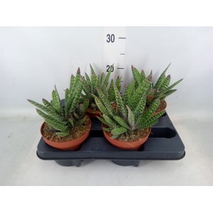 Gasteria