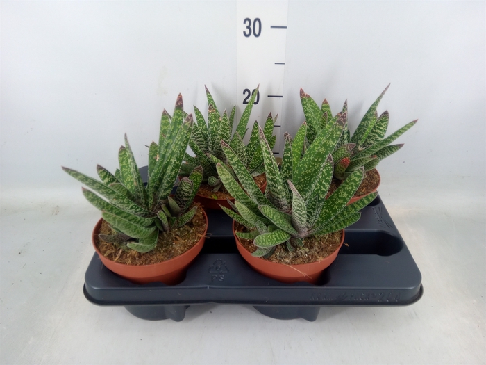 <h4>Gasteria</h4>