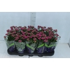 KALANCHOE DOBRADO P11 LILAS