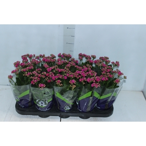 KALANCHOE DOBRADO P11 LILAS