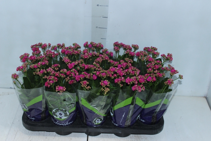 <h4>KALANCHOE DOBRADO P11 LILAS</h4>