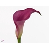 Calla Pink Jewel