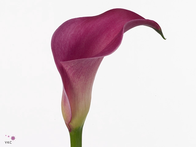 Calla Pink Jewel