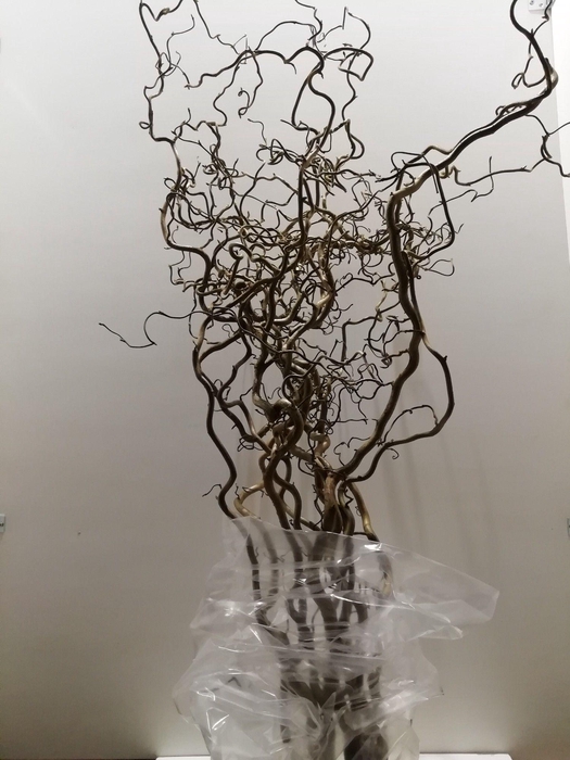 <h4>Coryl Av Contorta</h4>