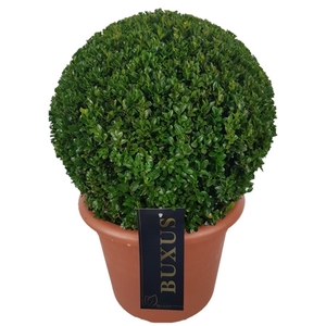 Buxus sempervirens Bol    p28 (t)  35-40 ©