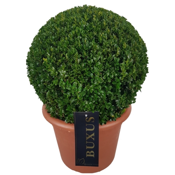 <h4>Buxus sempervirens Bol    p28 (t)  35-40 ©</h4>