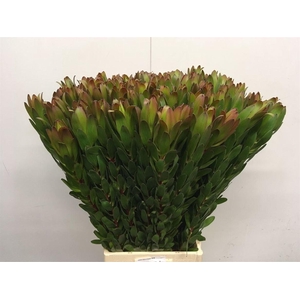 Leucad Gold Strike Super