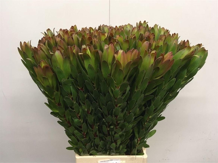 <h4>Leucad Gold Strike Super</h4>