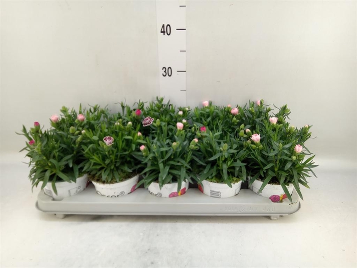 <h4>Dianthus  'Oscar'   ...mix</h4>