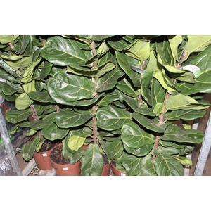 FICUS LYRATA P24