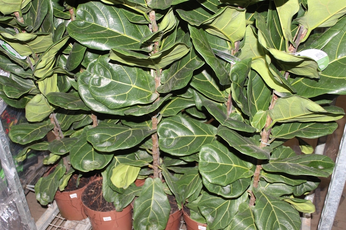 <h4>FICUS LYRATA P24</h4>