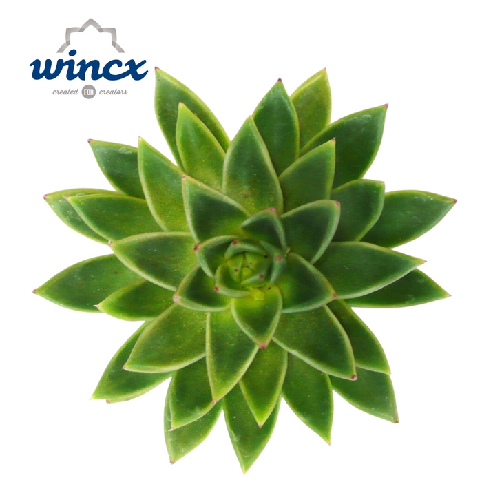 <h4>Echeveria Miranda Cutflower Wincx-14cm</h4>