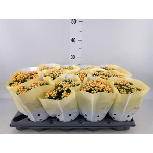 Kalanchoe   ...