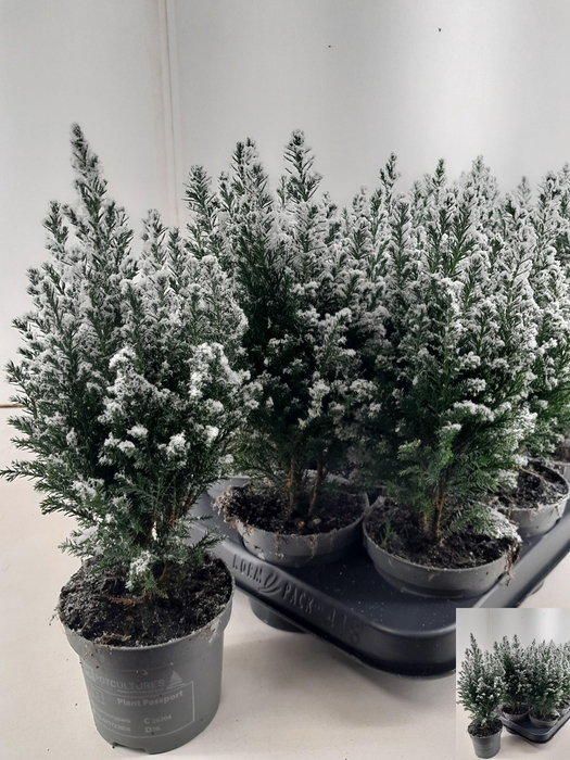 <h4>CHAM L ELLWOODII</h4>