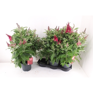 BUDD BFC LITTLE RUBY