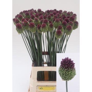 Allium Sphaerocephal