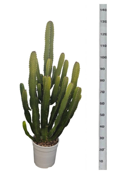 <h4>EUPHOR ACRURENSIS</h4>