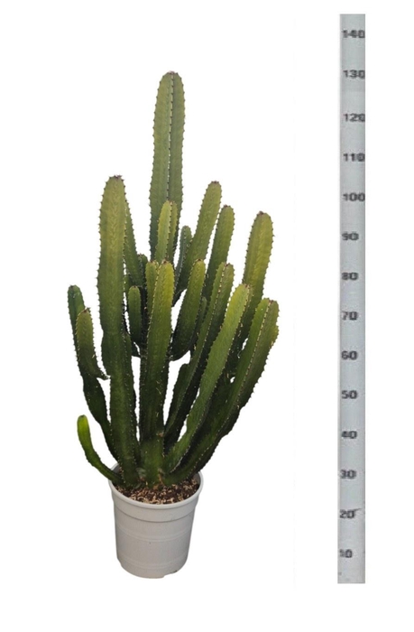 <h4>EUPHOR ACRURENSIS</h4>