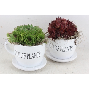 arr4 Semp JS - Cup of plants 236/6