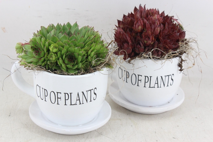 <h4>arr4 Semp JS - Cup of plants 236/6</h4>
