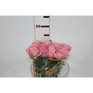 ROSA GARDEN LONDON EYE 040 CM