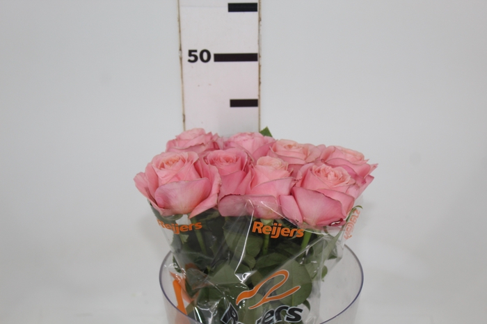 <h4>ROSA GARDEN LONDON EYE 040 CM</h4>