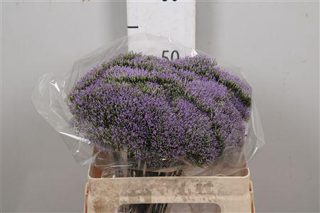 <h4>Trach Blue Shine</h4>