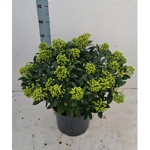 Pabella 29 cm 30+ tros