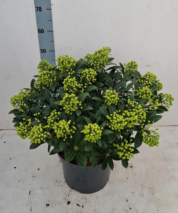 <h4>Pabella 29 cm 30+ tros</h4>