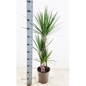 Dracaena Marginata 21Ø 110cm 3pp