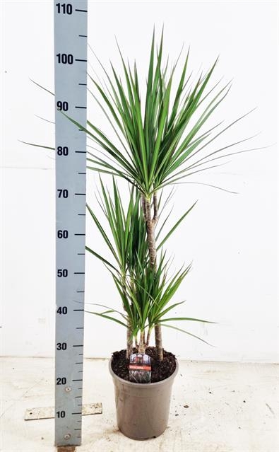 Dracaena Marginata 21Ø 110cm 3pp