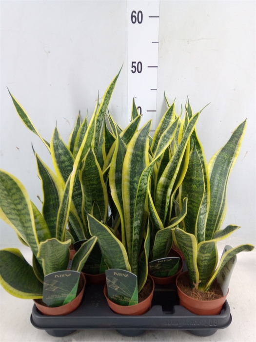 <h4>Sansevieria trifa. 'Futura Superba'</h4>