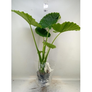 Alocasia gageana