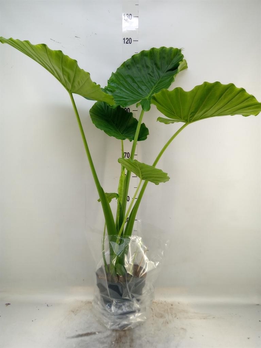 <h4>Alocasia gageana</h4>